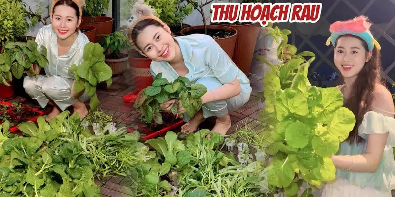 Rút kết kinh nghiệm của Việt Phương Thoa trồng rau thủy canh