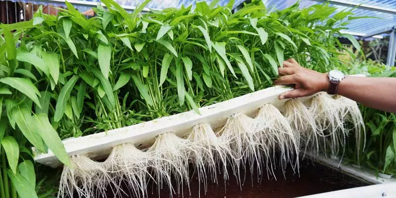 Hướng dẫn lắp đặt hệ thống trồng rau sạch thủy canh tại nhà